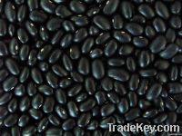 Black Small Kidney Beans