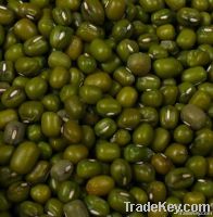 Green Mung Bean