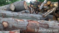 Oak Logs