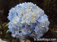 https://www.tradekey.com/product_view/Blue-Hydrangeas-2037173.html