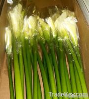 Open cut White Callas