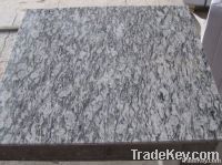Chitrust granite China competitive professional stone oyster white ven