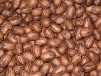 https://www.tradekey.com/product_view/Almonds-Pecan-Cashews-Nuts-9128161.html