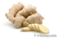 Fresh Yellow Ginger