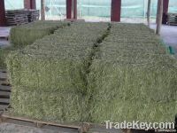 Sell alfalfa hay and alfalfa pellets for sale