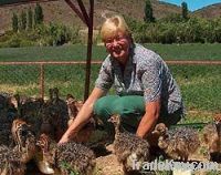 HEALTHY OSTRICH CHICKS FOR SALE