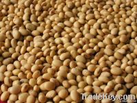 YELLOW AND BLACK SOYA BEANS