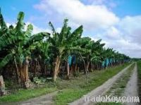 Best Premium High Quality Fresh Cavendish Banana