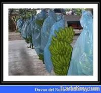 Best Premium High Quality Fresh Cavendish Banana