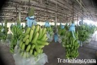 Best Premium High Quality Fresh Cavendish Banana