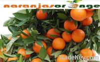 Mandarines