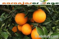 Navel Oranges