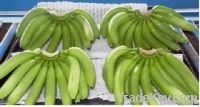 Fresh Cavendish Banana DOLE DEL MONTE UNIFRUTTI SUMIFRU NADER DANA