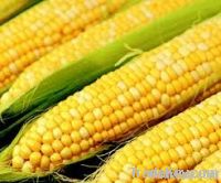 Feed corn