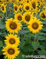 Refined Sunflower Oil