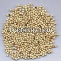 Sorghum