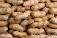 Peanut / Groundnut