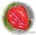 Dried Carribean Red Habanero