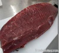 fresh tuna lion