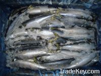 frozen Pacific mackerel