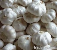 Fresh Garlic and Ginger (Normal & Pure White)