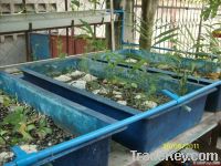 Grow Bed