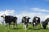 Highly Pregnant Dutch Holstein Heifers cows/Holstein heifers / Friesian cattle