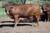  Live Bonsmara Bull/Livestock, Cattle - Bonsmara, Brahman