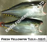 FRESH YELLOWFIN TUNA - H&G