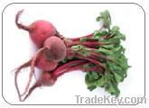 https://ar.tradekey.com/product_view/Beets-2140327.html