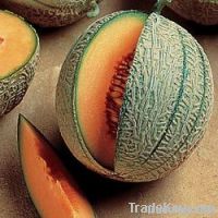 https://jp.tradekey.com/product_view/Fresh-Sweet-Cantaloupe-4926319.html