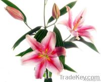 ORIENTAL LILLIUMS