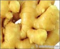 Ginger oil