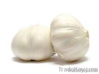 Fresh Garlic