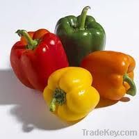 Fresh Capsicum