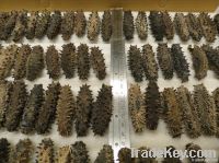 Dried Sea Cucumber