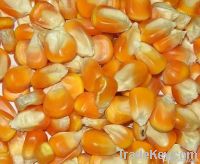  Maize | Maize Exporter | Corn Grain Seller | Maize Buyer | Bulk Maize Grain Importer | Corn bean Buyer | Corn bean Wholesaler | Corn Grain Manufacturer | Best Quality Corn Grain | Cheap Maize Supplier | Low Price Corn | Yellow Corn | White Cron | Baby Ma