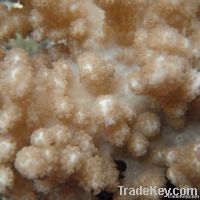 Soft coral- Cladiella sp