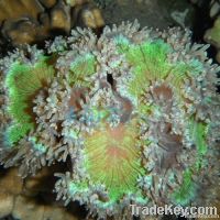 LPS hard coral- Elegance coral
