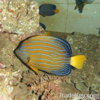 Marine Fish - Blue Line Angle Fish