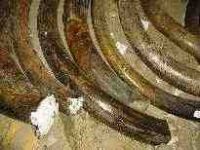 Mammuth Tusk