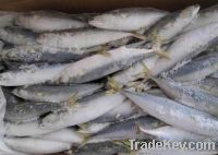 pacific mackerel