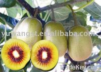 red kiwi fruit