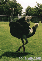 ostrich