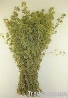 Oregano