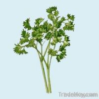 Parsley