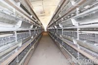 H type battery cage for layer raising equipment