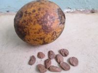 PICRALIMA NITIDA SEEDS(Akuamma)