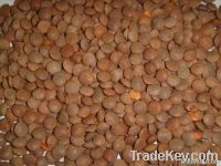 Red Whole Lentils,whole lentils importers,whole lentils buyers,whole lentils importer,buy whole lentils,whole lentils buyer,import whole lentils