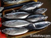 WHOLE ROUND SKIPJACK TUNA